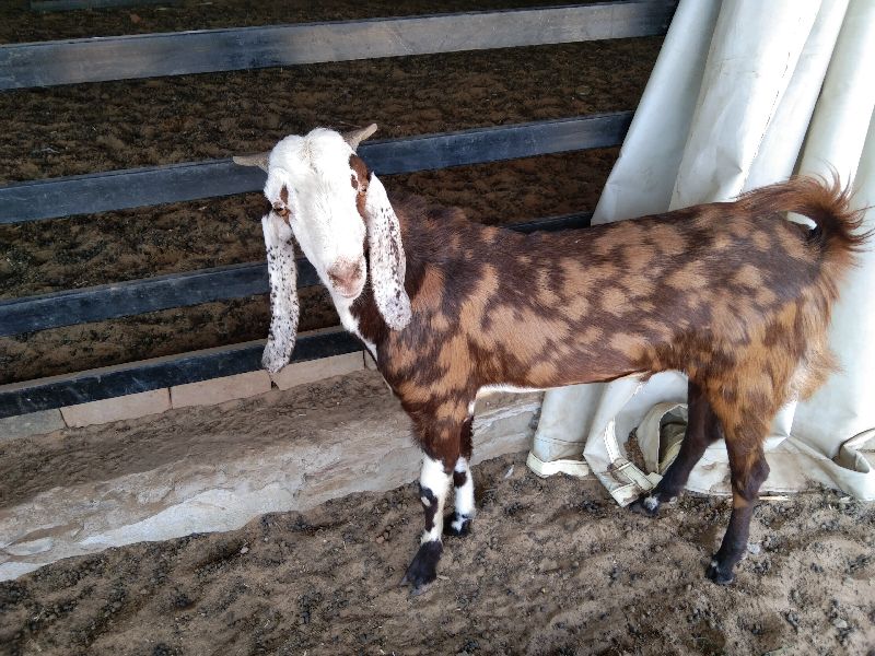 gujari male goat