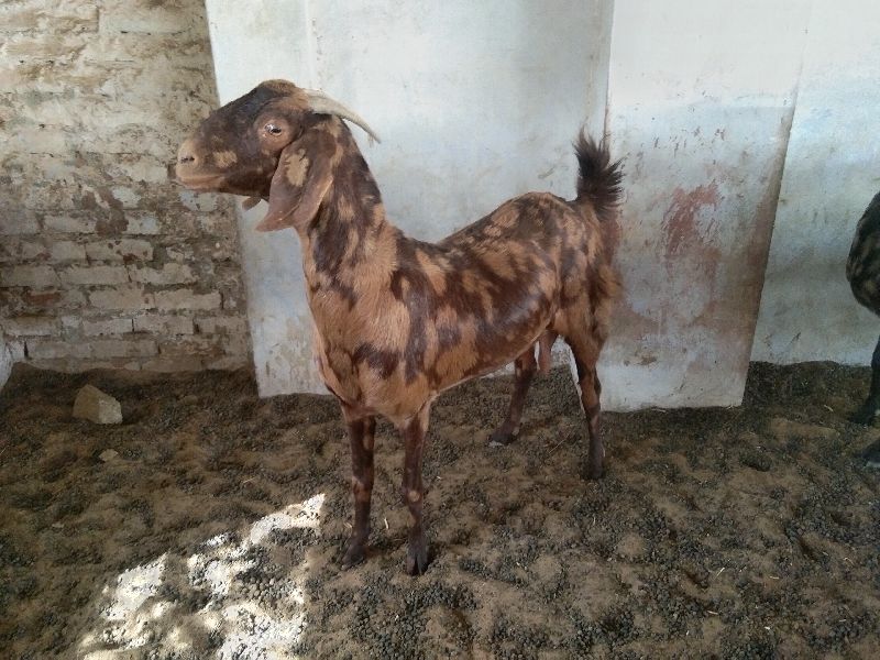 Sirohi Goat