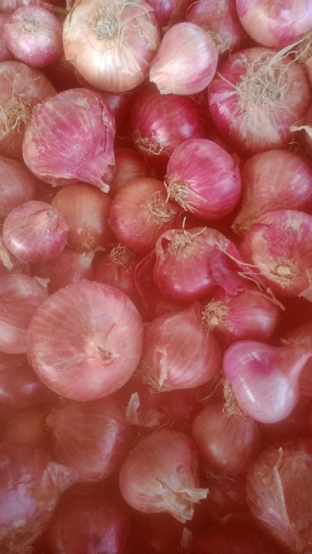 Onion, Size : S, M, L