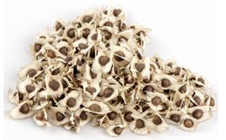 Organic moringa seeds, Style : Dried
