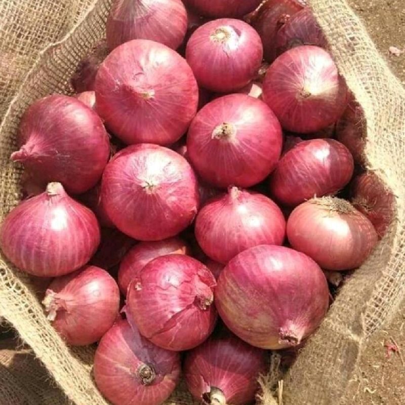 Common Indian Onion, for Human Consumption, Packaging Type : Gunny Bag