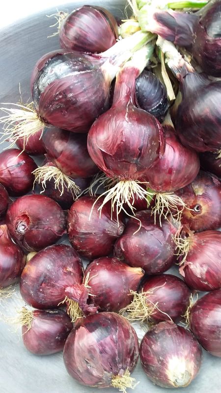 Red onion