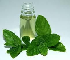 Mentha Piperita Oil, Packaging Size : 180 Kg G.I Drums