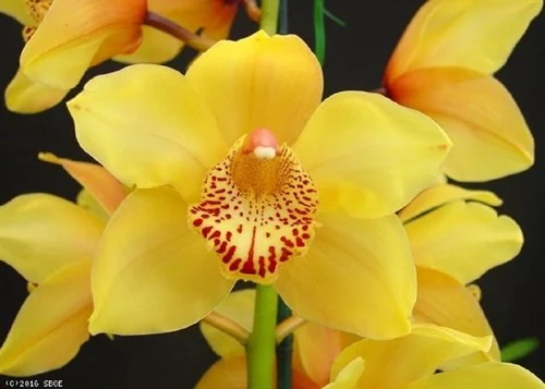 Yellow Cymbidium Orchids Plants Darjeeling Gardens Private Limited Siliguri West Bengal 