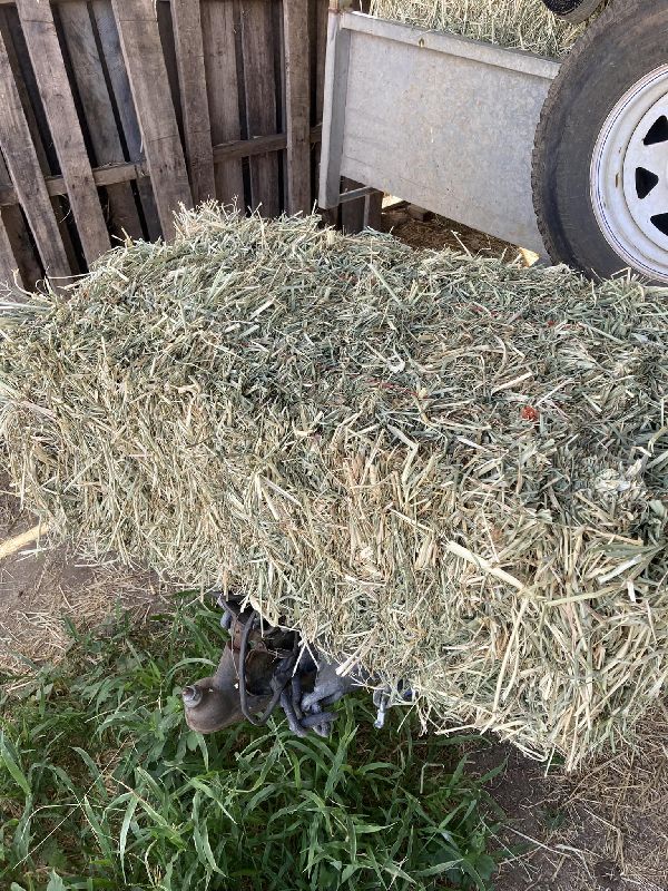 Rhodes Grass Hay
