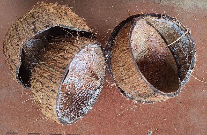 coconut shell, Color Brown Anand Agrow Products, Sindhudurg