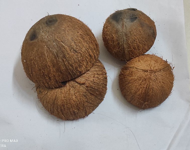 coconut shell, Color Brown Anand Agrow Products, Sindhudurg