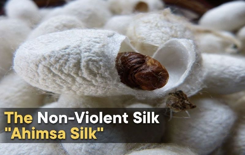 Ahimsa Silk Cocoons