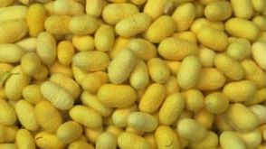 Yellow Mulberry Silk Cocoons, for Hand Spinning, Purity : 99.99%