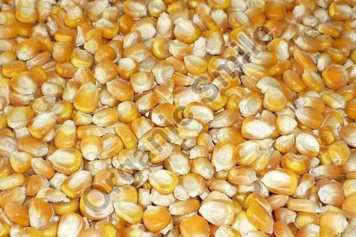 Organic Corn Seeds, Packaging Type : Plastic Pouch