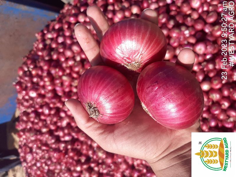 Organic fresh onion, for Cooking, Packaging Size : Customized packaging