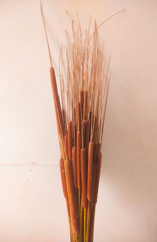 Natural dried hogla, for Decoration, Packaging Type : Export quality at ...