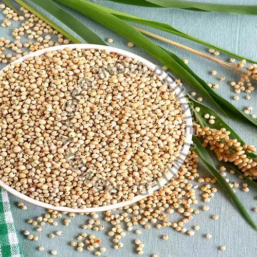 Jowar Seeds Romofy Agro India Pvt Ltd, Mumbai, Maharashtra