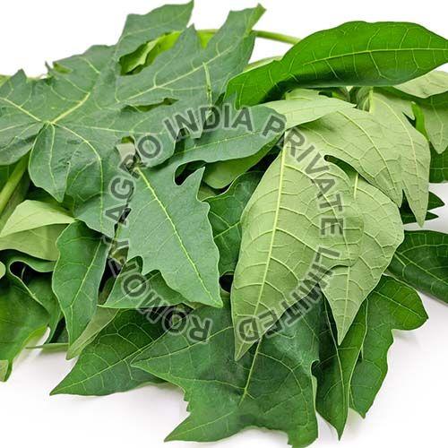 Papaya Leaves at Best Price in Mumbai Romofy Agro India Pvt Ltd