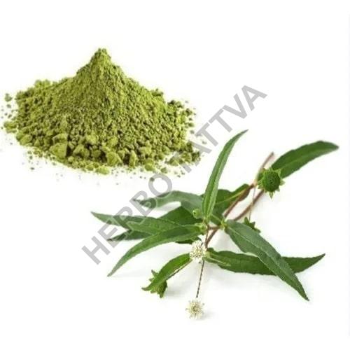 Bhringraj Extract, for Medicinal, Food Additives, Form : Powder