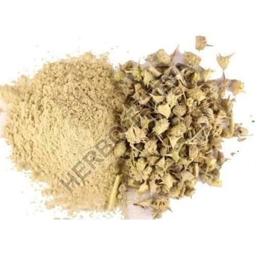 Gokhru Extract, for Medicinal, Form : Powder