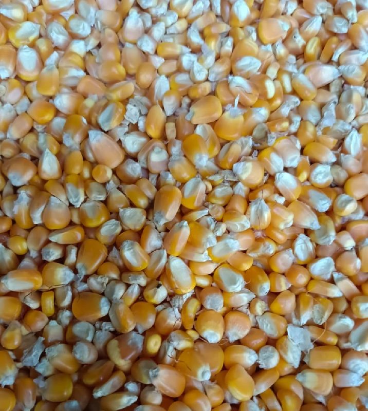 Yellow maize, for Cattle Feed, Style : Dried