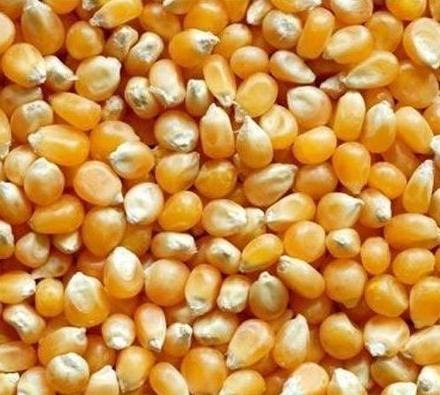 Organic Corn Seeds, for Human Consumption, Packaging Type : Plastic Packat