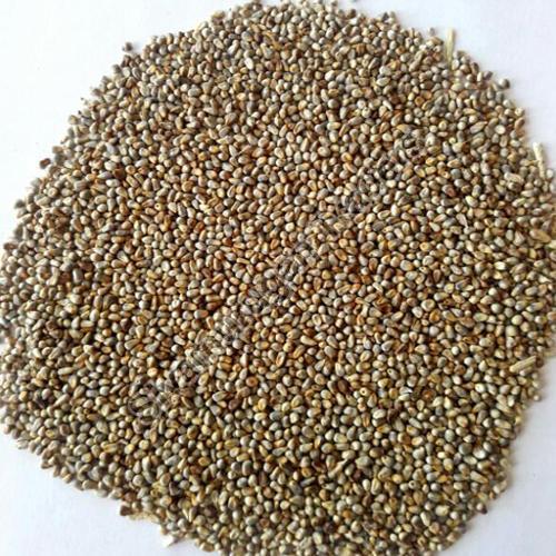 Organic Millet Seeds, for Human Consumption, Purity : 99%