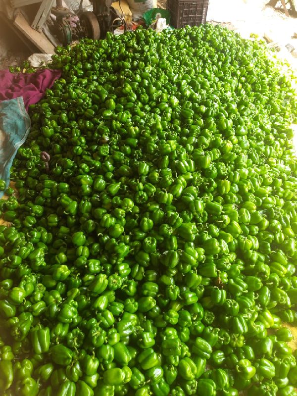 Green capsicum, for Cooking, Packaging Size : 5 Kg