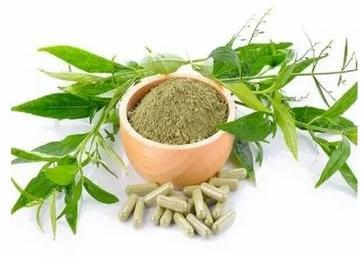 Green Organic Kalmegh Extract Powder