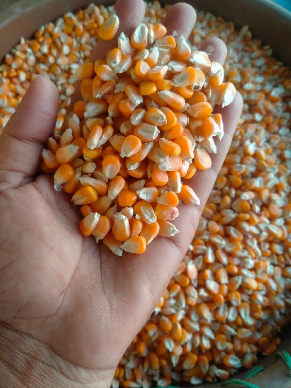 Natural Yellow Maize Seeds, for Making Popcorn, Human Food, Bio-fuel Application, Animal Food, Animal Feed