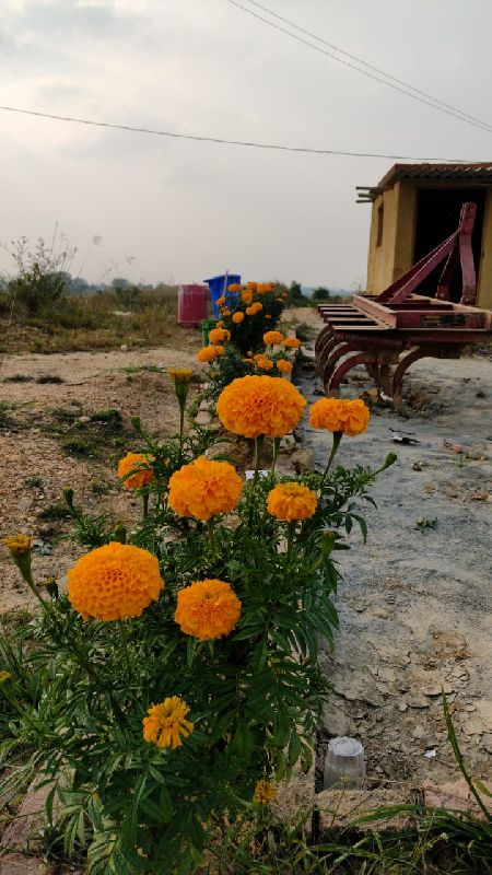 Marigold Flowers, Color : Orange