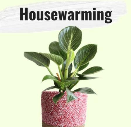 Exotic Premium Indoor Plants