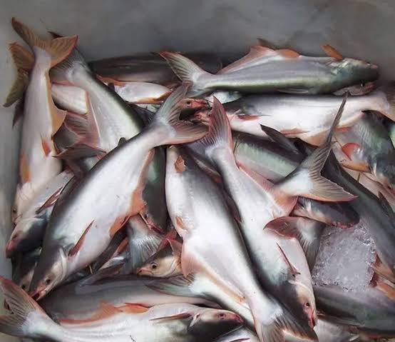 Pangasius Fish, for Mess, Packaging Type : Thermocol Box