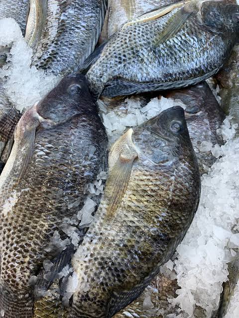 Tilapia Fish, For Cooking, Food, Human Consumption, Making Medicine, Making Oil, Style : Fresh, Frozen