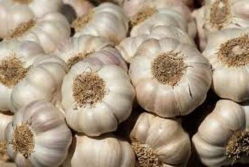Organic Garlic, Packaging Size : 25kg