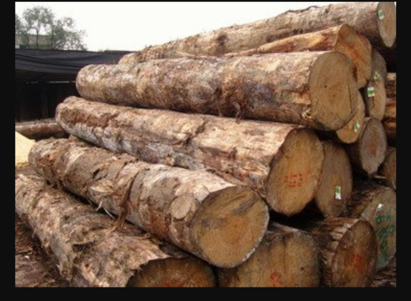 Eucalyptus Log & Acacia Wood Logs Supplier Aqueen Enterprises, Kendujhar