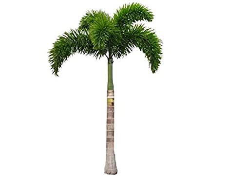 Foxtail Palm Tree, Color : Green