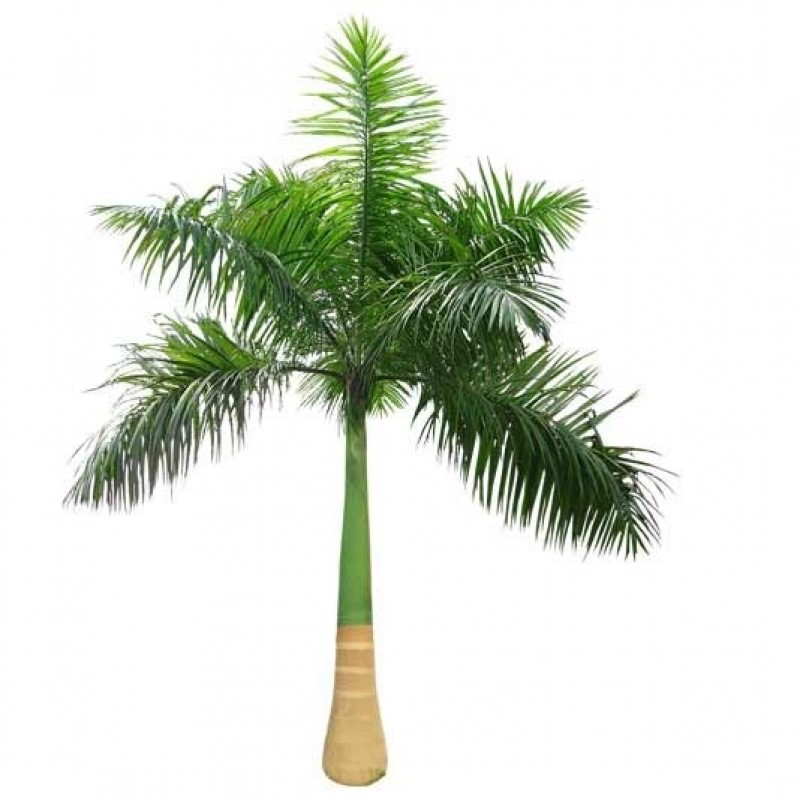 Organic Royal Palm Tree, Color : Green