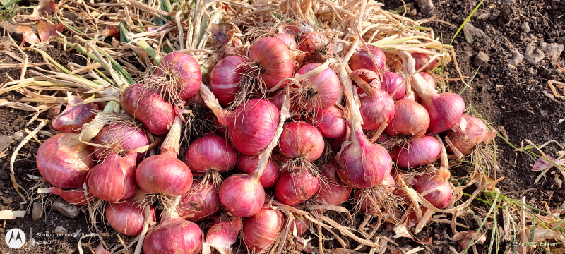 Fresh red onion, for Food, Onion Size Available : Small
