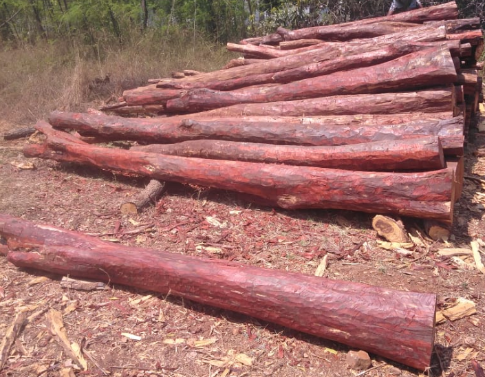 Round Red Sandal Wood Log, Feature : Quality Tested, Color : Brown at ...