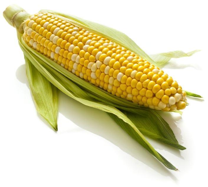 Organic frozen sweet corn, Shelf Life : 7-10days