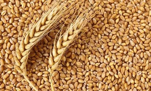 Natural wheat, Packaging Size : 25-50kg