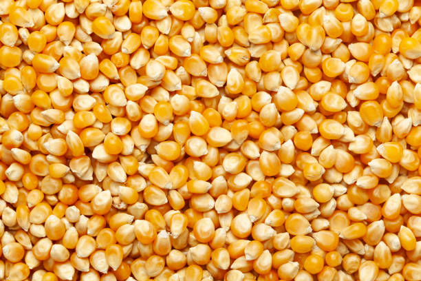 Common yellow corn, Style : Dried