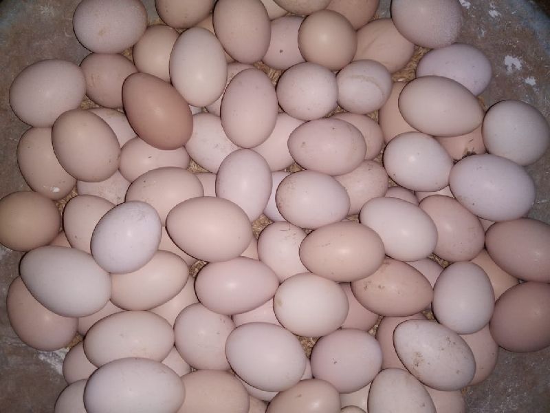 Eggs, for Bakery Use