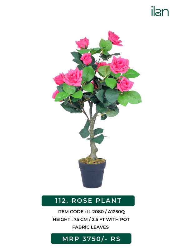 ROSE PLANT, Packaging Type Carton Box, Occasion Decoration, Hotel