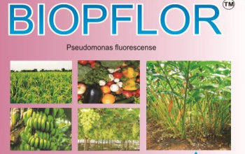 Pseudomonas Organic Fungicide