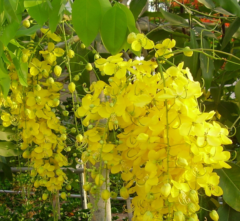 Cassia Fistula Plant, Feature : Freshness, Natural Fragrance, Color ...