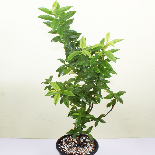 Organic Guava Plant, Feature Easy Storage, Fast Growth, Color Green