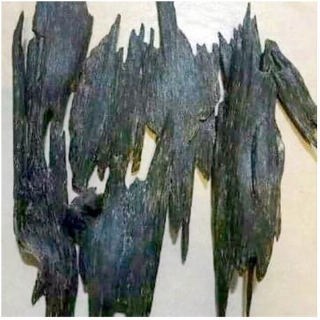 Agarwood Nagaland