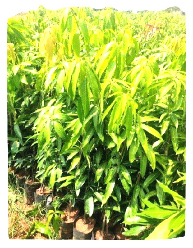 Natural Mango Tree, For Indoor Plants, Outdoor Plants, Style Annual, Biennial, Perennial