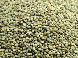 Organic Indian millet, for Cooking, Cattle Feed