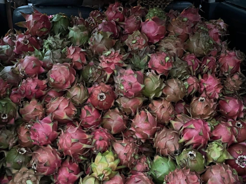 farm fresh dragon fruits Fresh Dragon Fruit Manufacturer from Bangalore, Karnataka