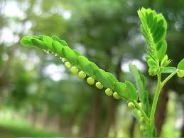 Phyllanthus Leaves, Color : Green