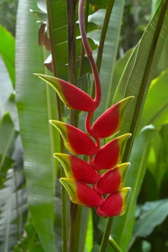 Heliconia Flower Plant